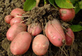реколта от картофи
