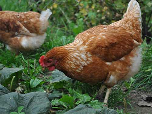 Användning av kycklinggödsel som gödselmedel