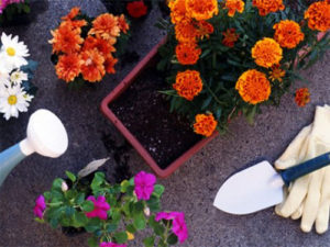 Fertilizing flowers in pots with tea