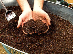Fertilizing the soil with sleeping tea