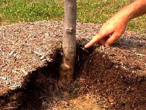 Mulcirea solului pentru a crește fertilitatea