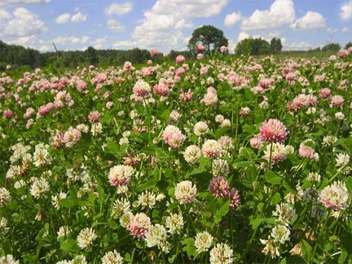 Dependence of yield on sowing green manure