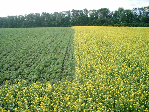 Different types of green manure for different plants in one field
