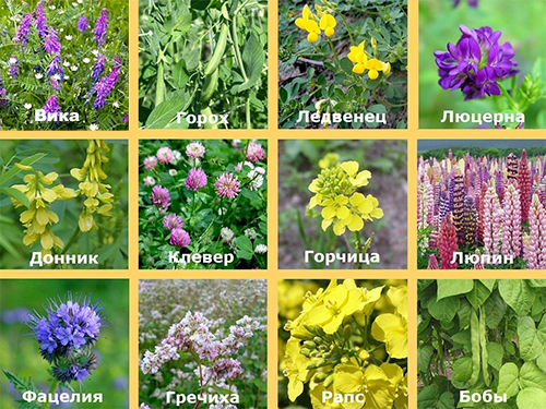 Hlavné druhy rastlín zeleného hnoja