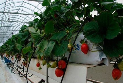 hydroponics för jordgubbar