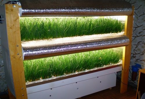 växande lök i hydroponics