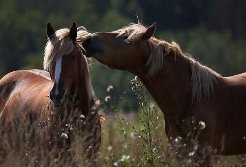 hästar i fältet