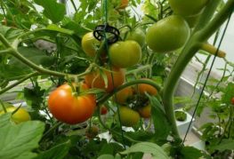 odla tomater med hydroponics