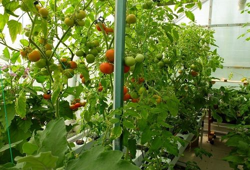 odling av tomater med hydroponik