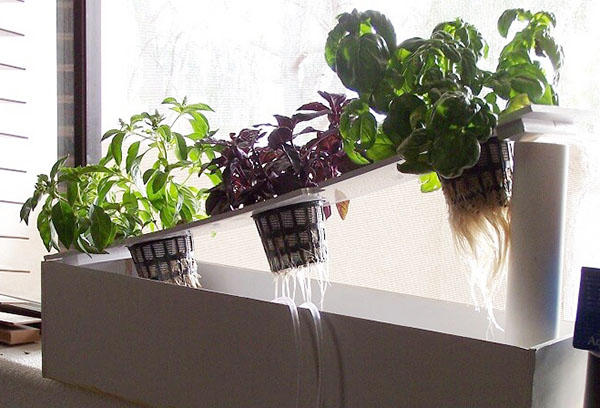 Grönska hydroponics i lägenheten