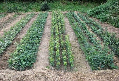 zemiaky a zelený hnoj