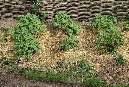trồng khoai tây dưới đất