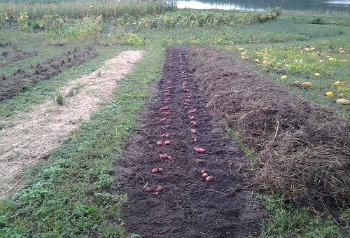 výsev zemiakov