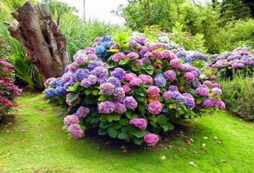 hortensia's