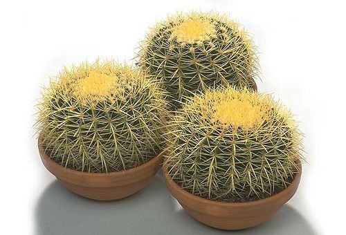tre kaktusar