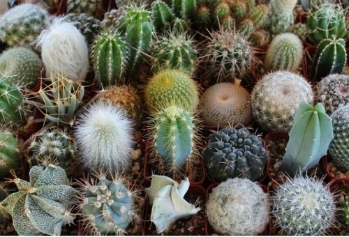 kaktusy rôznych druhov