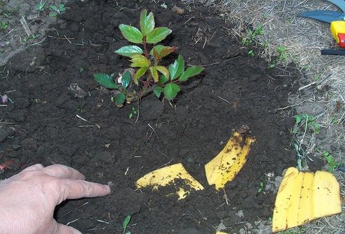 копае бананови кори в земята