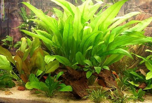 аквариумно растение
