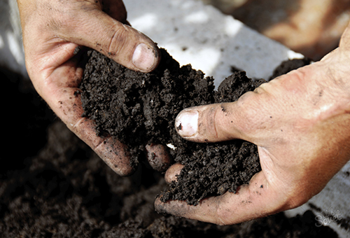 Black soil for seedlings