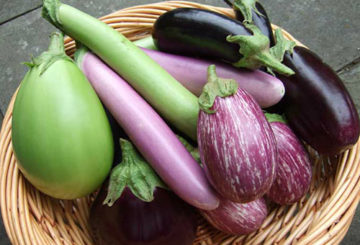 Vruchten van verschillende soorten aubergines