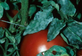 Pulveraktig mögel på tomater