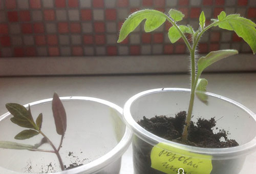 Plantor för tomatplantor