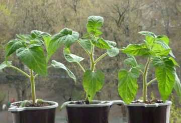 Plántulas de tomates en el alféizar de la ventana.