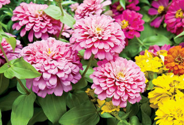 Roze zinnia