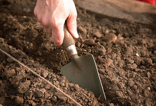 Przygotowanie gleby do sadzenia sadzonek