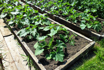 Jardín de calabacines