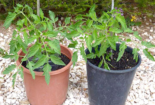 Plantor av tomater i krukor