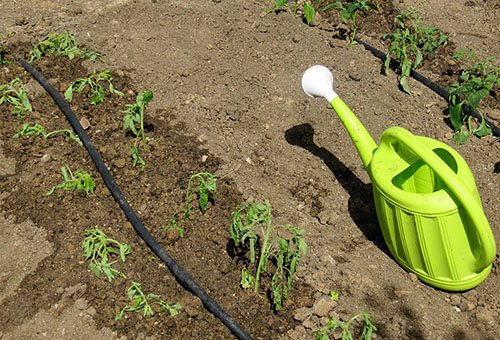 Tưới nước cho cà chua trên bãi đất trống