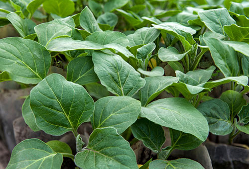 Plantor aubergine