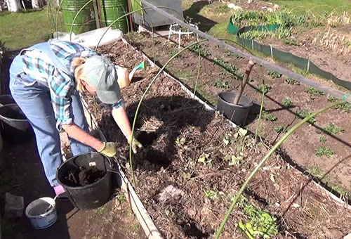 Preparing the eggplant and pepper beds