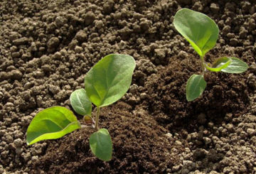 Plántulas de berenjena plantadas en el jardín