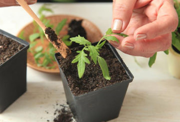 Decapado de plántulas de tomate