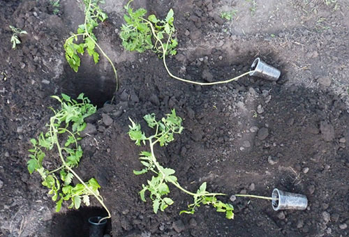 Plantera bevuxna tomatplantor