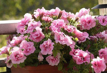 Petunia rosa