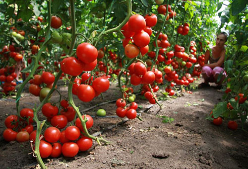 Реколтата от домати