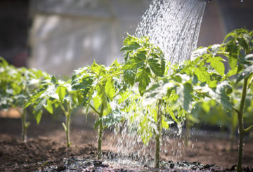 Alimentación foliar de plántulas de tomate