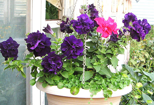 Terry petunias in pots