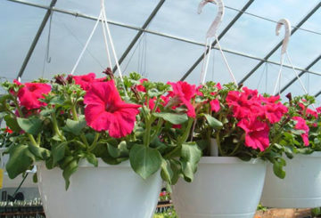 Roze petunia's