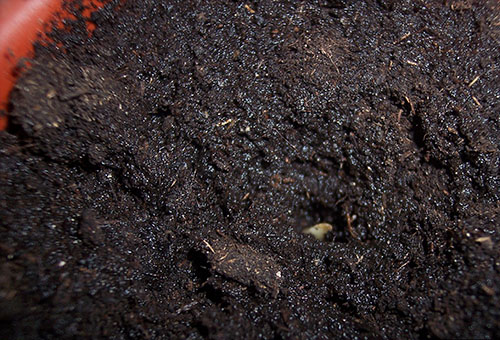 Почва за разсад на краставици