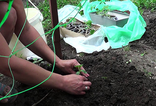 Plantering av långsträckta gurka plantor i öppen mark
