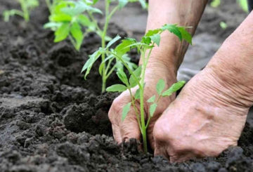 Tomatenzaailingen planten