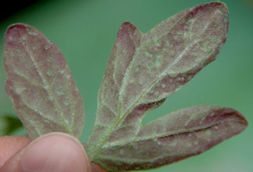 La hoja de tomate se volvió morada