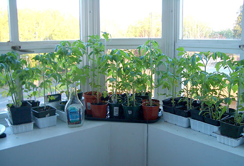 Plantor av tomater på loggian