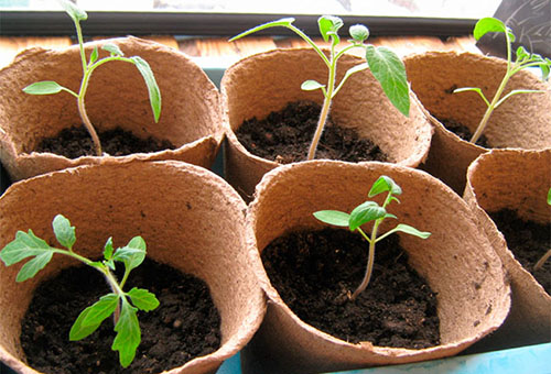 Seedlings of tomatoes in peat pots