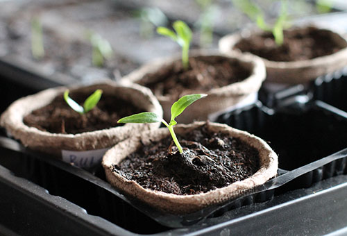 Seedlings in peat cups