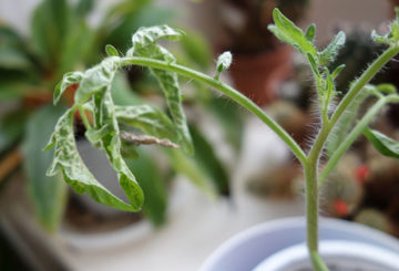 Plántulas de tomate marchitas